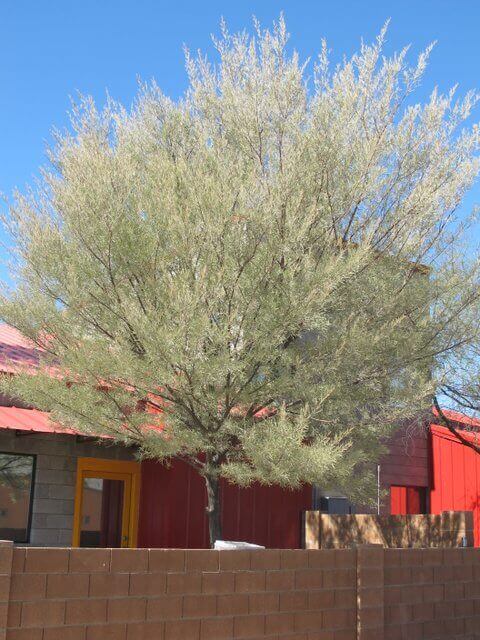 Acacia aneura