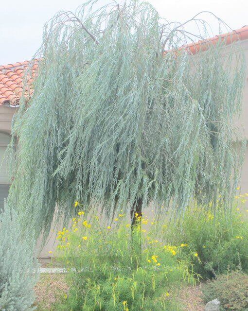 Acacia pendula