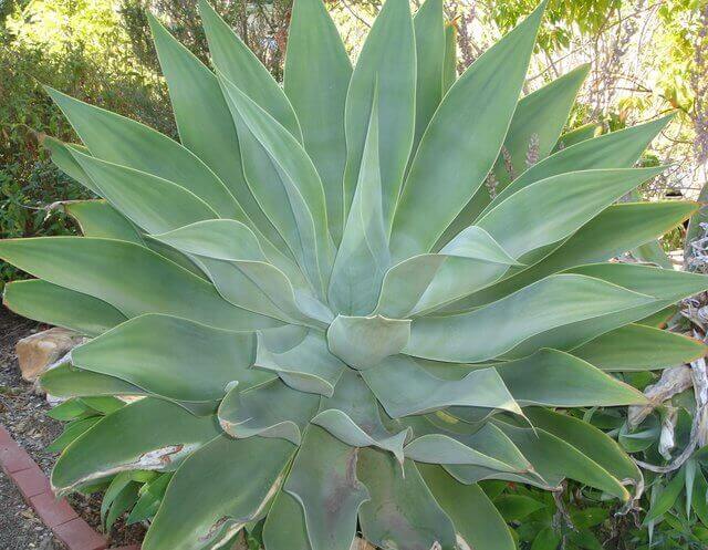 Agave attenuata