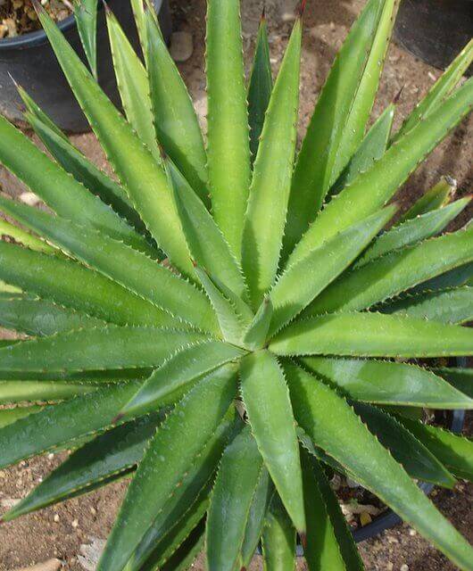 Agave decipiens