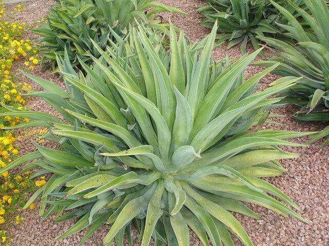 Agave desmettiana