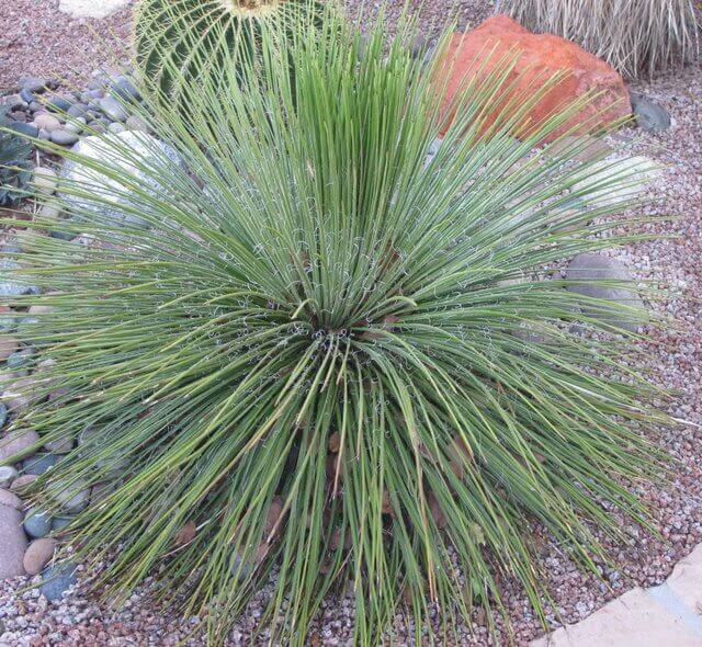 Agave geminiflora