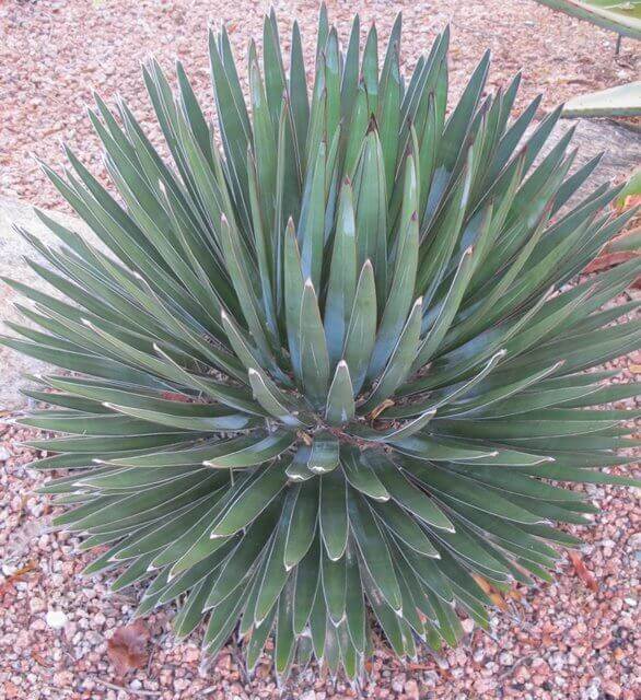 Agave ocahui