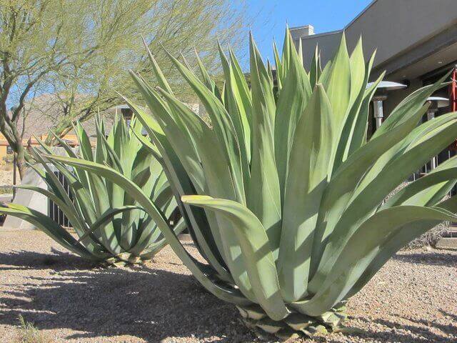 Agave weberi