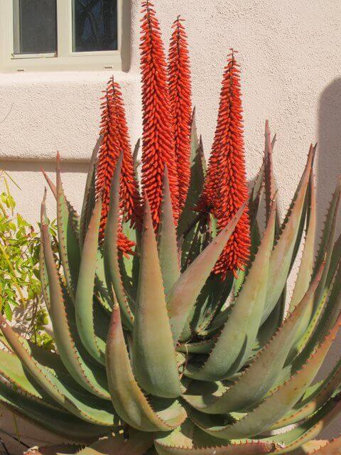 Aloe ferox