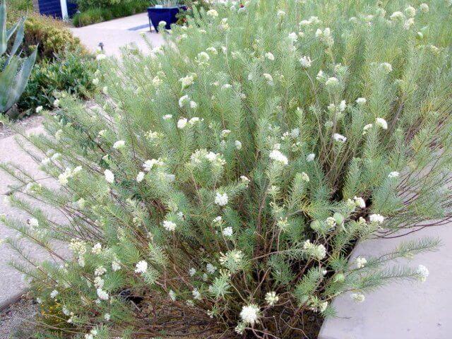 Asclepias linaria