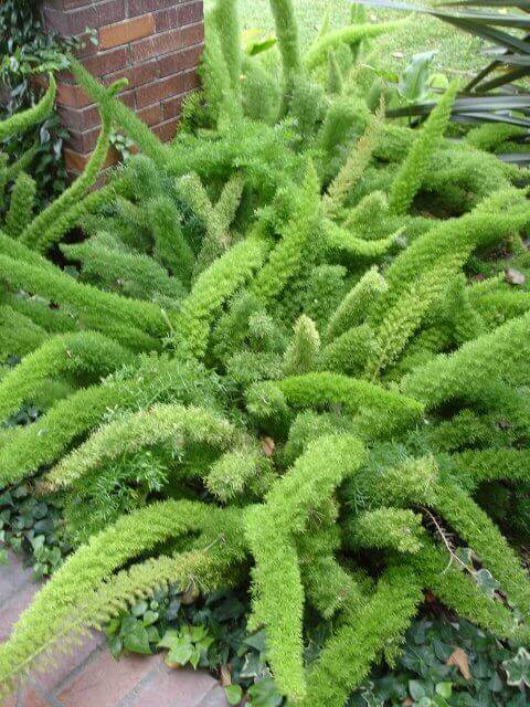Asparagus densiflorus