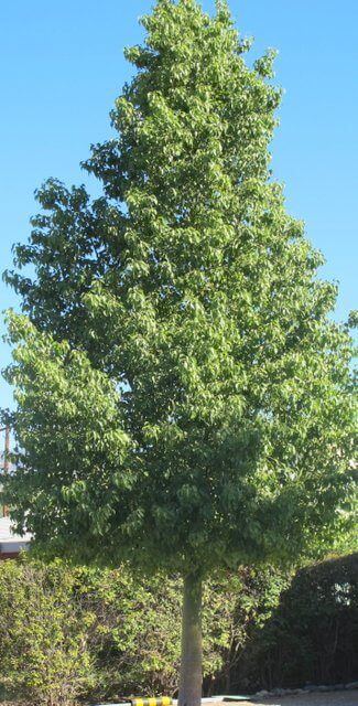 Brachychiton populneus