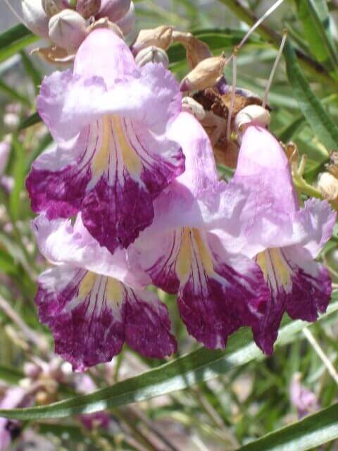 Chilopsis linearis