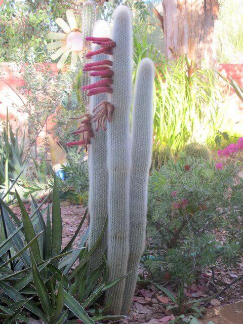 Cleistocactus strausii