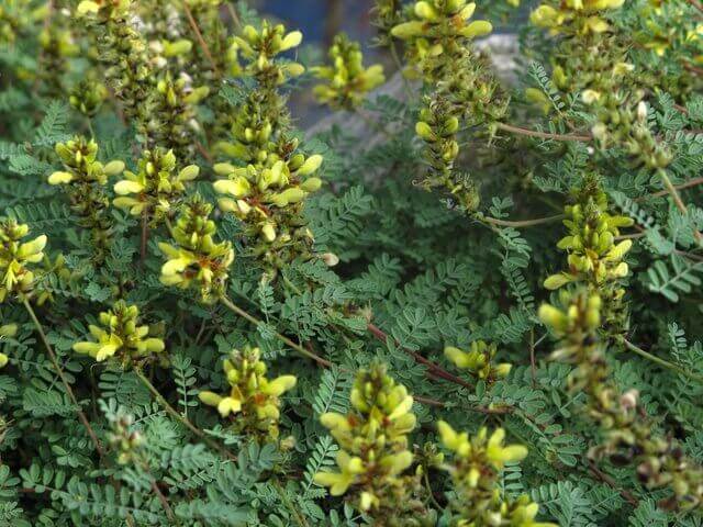 Dalea capitata