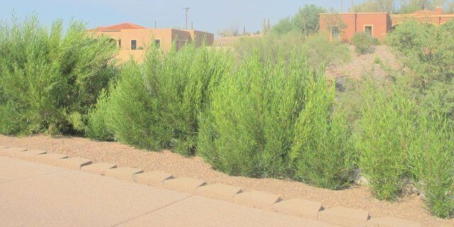 Dodonaea viscosca