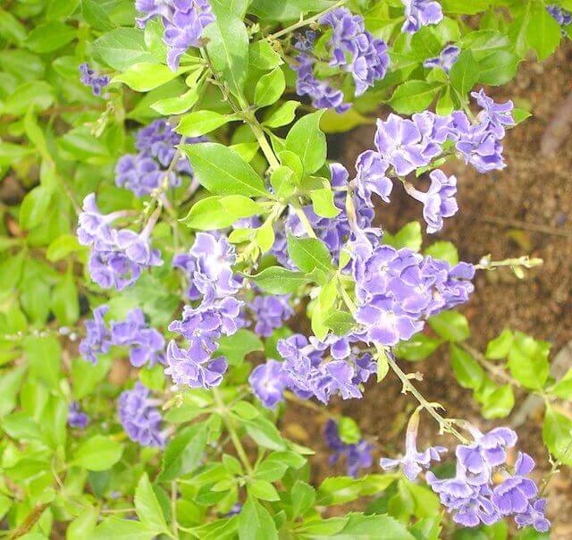 Duranta erecta