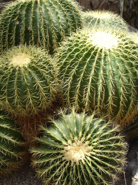 Echinocactus grusonii