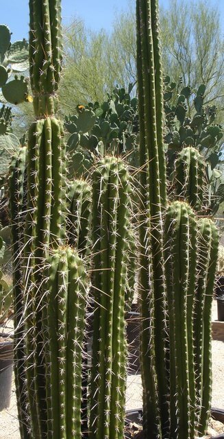 Echinopsis peruviana