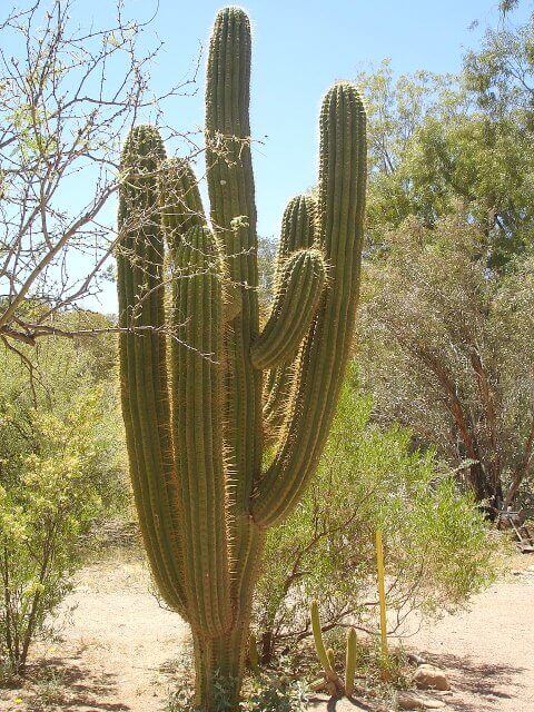 Echinopsis terscheckii