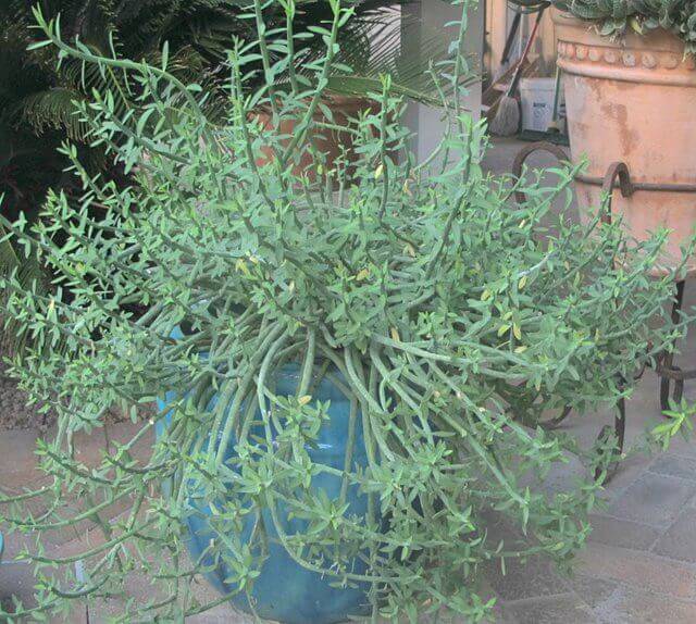 Euphorbia mauritanica