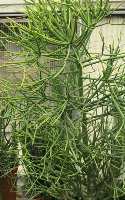 Euphorbia tirucalli