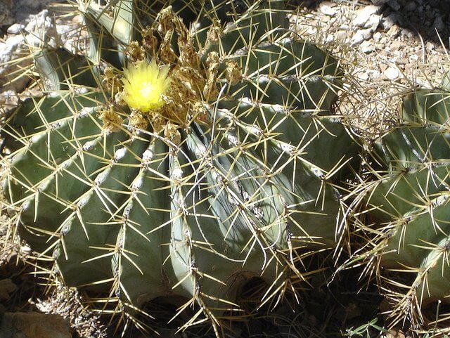 Ferocactus glaucescens