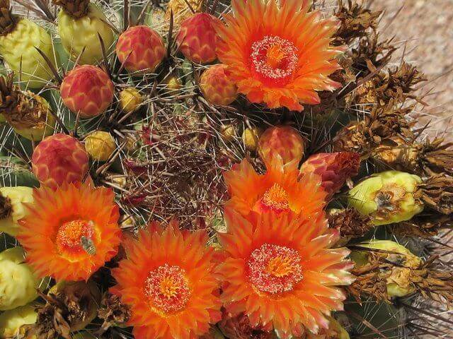Ferocactus wislizeni