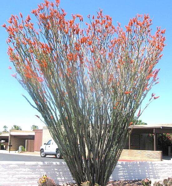Fouquieria splendens
