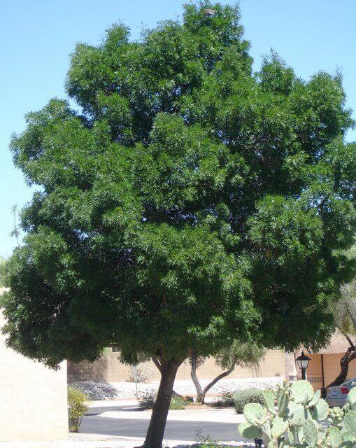 Fraxinus velutina