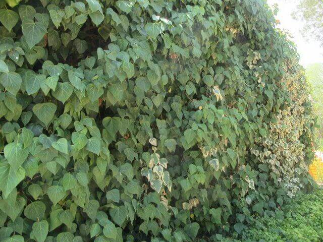 Hedera canariensis