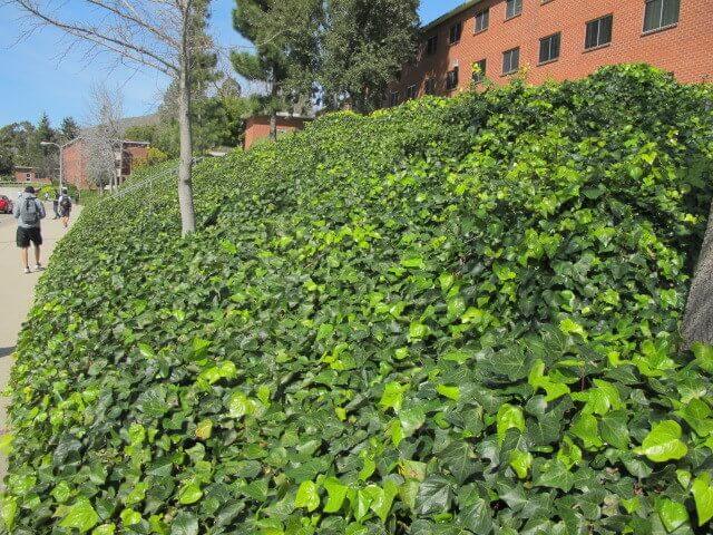 Hedera helix