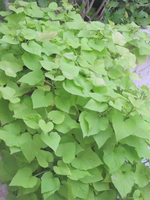 Ipomoea batatas
