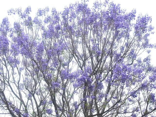 Jacaranda mimosifolia