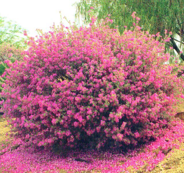 Leucophyllum frutescens