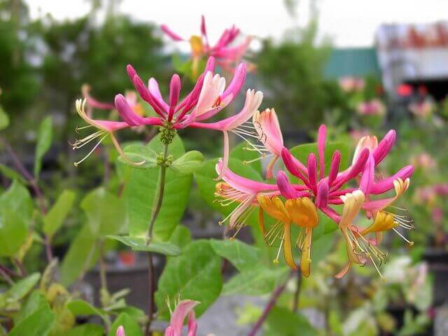 Lonicera x heckrottii