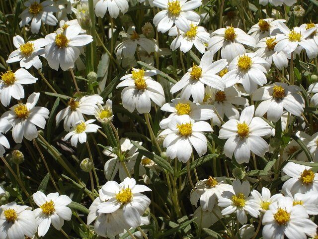 Melampodium leucanthum