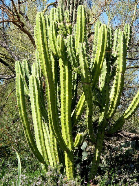 Myrtillocactus cochal