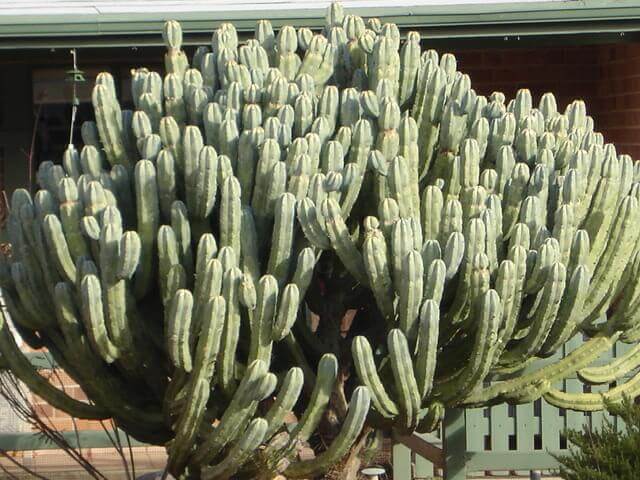 Myrtillocactus geometrizans