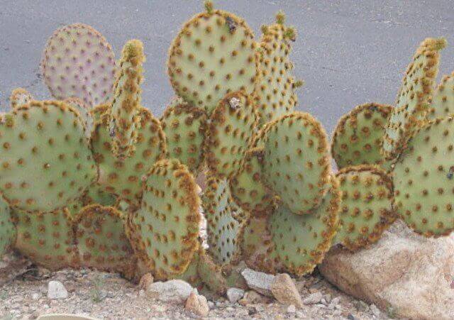 Opuntia basilaris