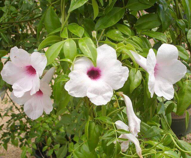 Pandorea jasminoides