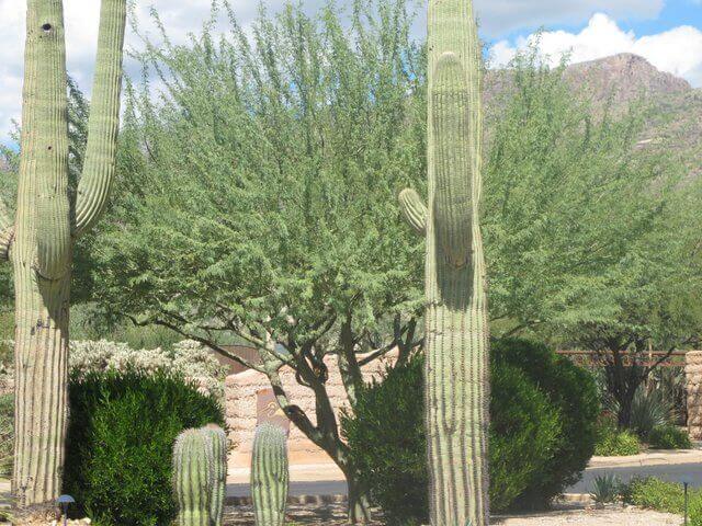 Parkinsonia praecox