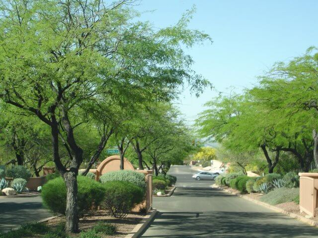 Prosopis chilensis