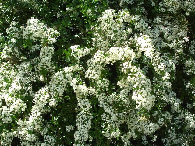 Pyracantha coccinea