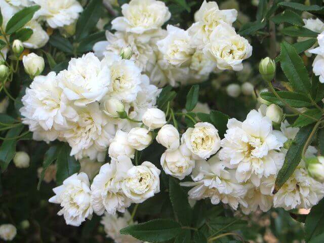 Rosa banksiae