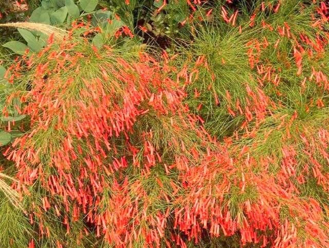 Russelia equisetiformis