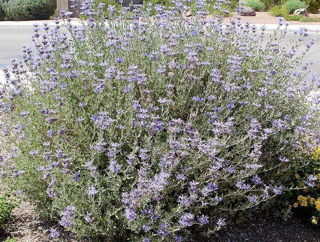 Salvia clevelandii