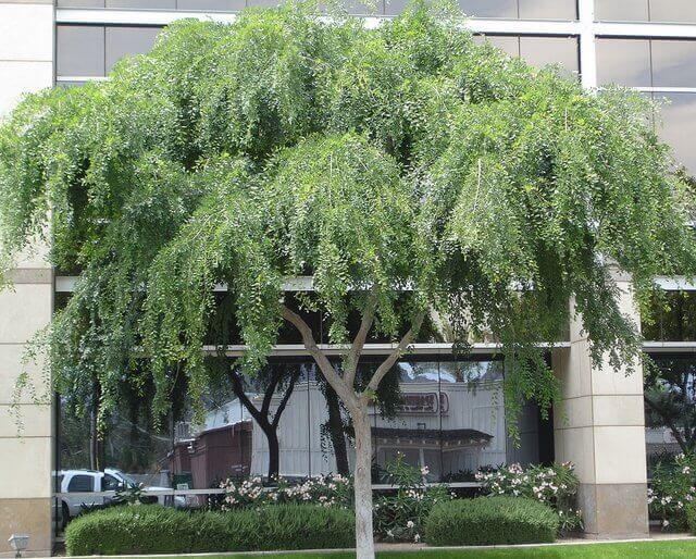 Ulmus parvifolia