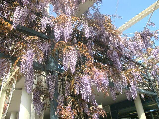 Wisteria sinensis