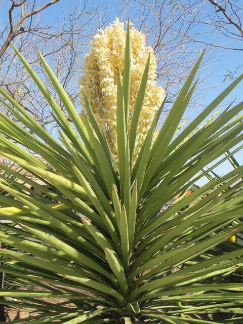 Yucca baccata