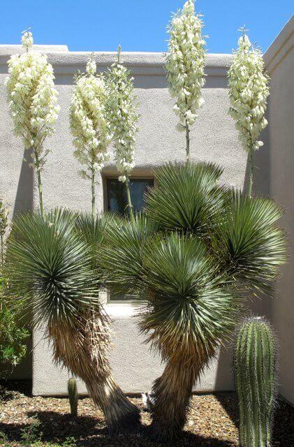 Yucca elata