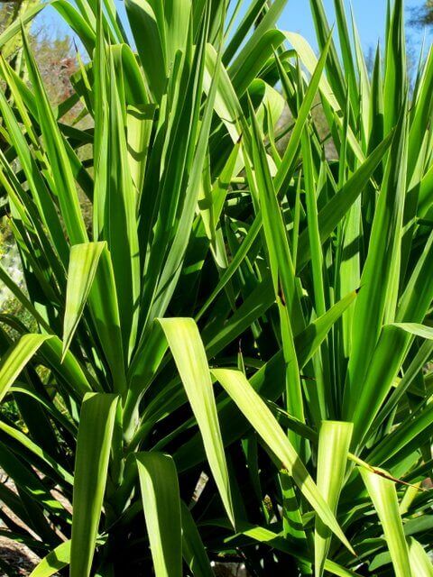 Yucca gloriosa