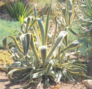 Agave Americana 2