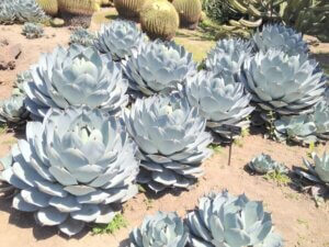 Artichoke Agave